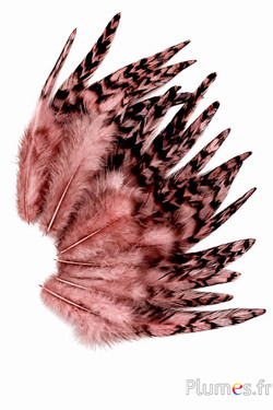 Coq chinchilla - 9-13 cm - rose ancien